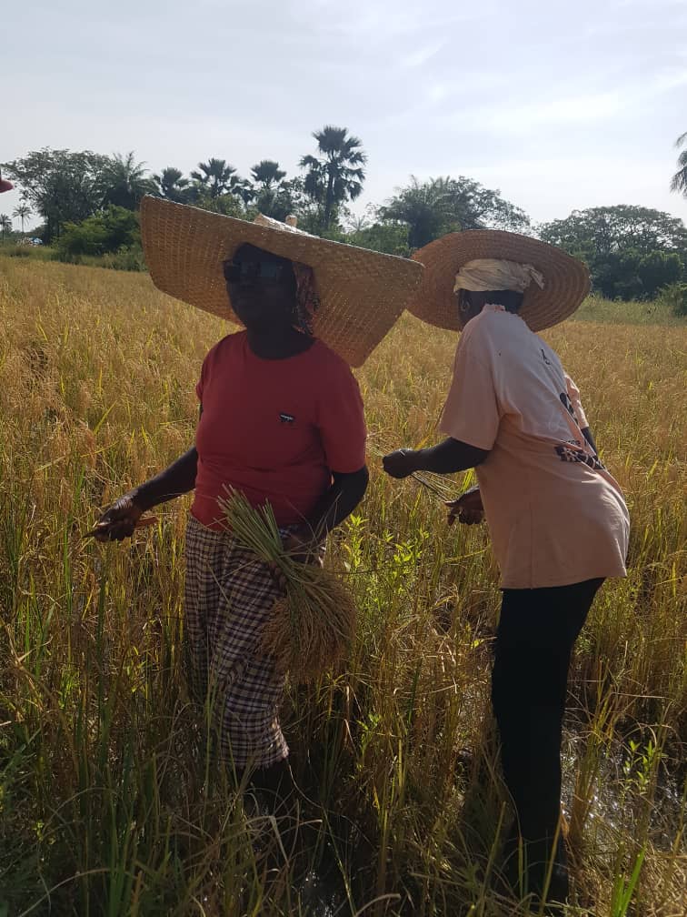 La Culture Wolof : Traditions et Hospitalité Sénégalaise